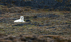Rosprirodnadzor launches project to protect polar bears
