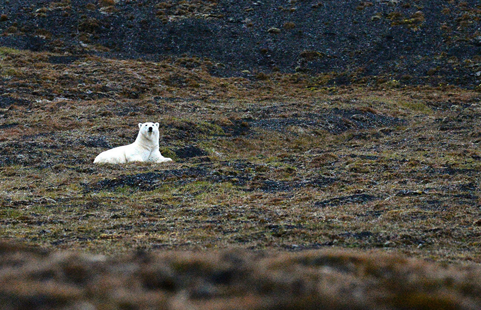 Rosprirodnadzor launches project to protect polar bears