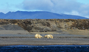Second stage of polar bear aerial survey expedition starts in Yakutia