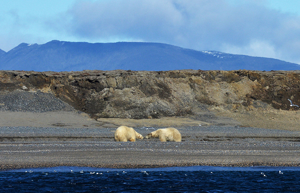 Second stage of polar bear aerial survey expedition starts in Yakutia