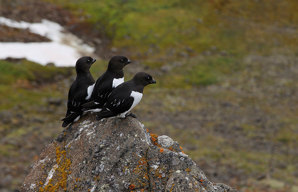 Russia to hold first birding championship in 2019