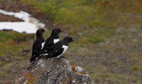 Russia to hold first birding championship in 2019