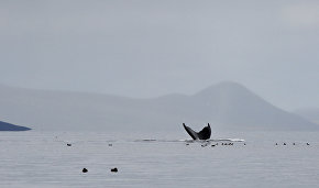 IFAW: Gray whale population in Sea of Okhotsk reaches 250