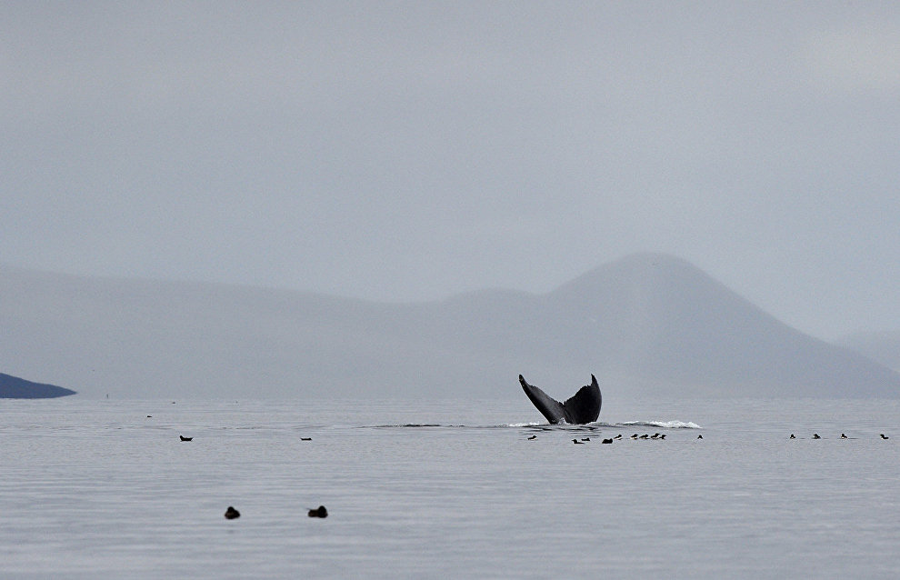 IFAW: Gray whale population in Sea of Okhotsk reaches 250