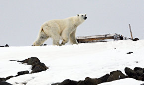 Scientists test polar bear sound repellent