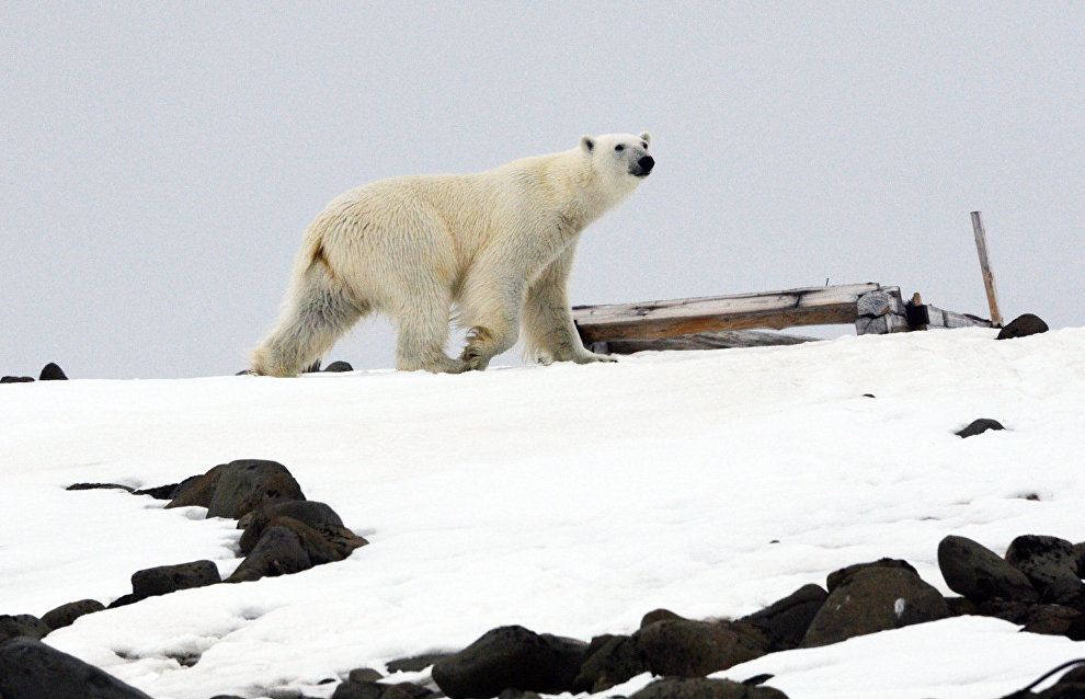 Scientists test polar bear sound repellent