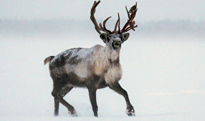 Ministry of Natural Resources and Environment discusses how to preserve wild reindeer population