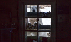 Polar bears start to leave Novaya Zemlya village