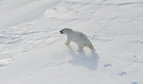 Novaya Zemlya ends state of emergency caused by polar bears