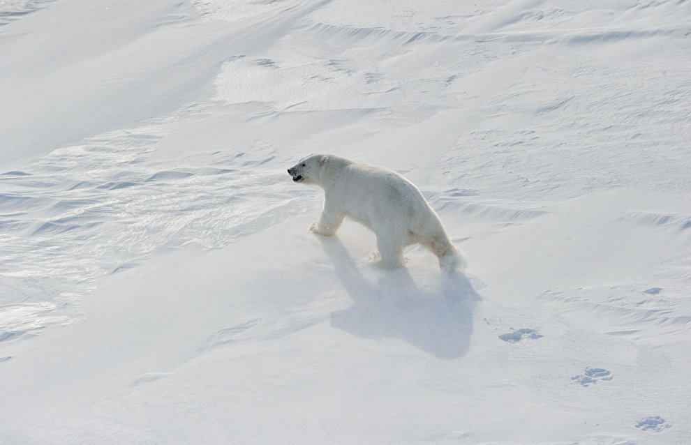 Novaya Zemlya ends state of emergency caused by polar bears