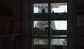 WWF: Bear Patrol to save Novaya Zemlya residents from marauding predators