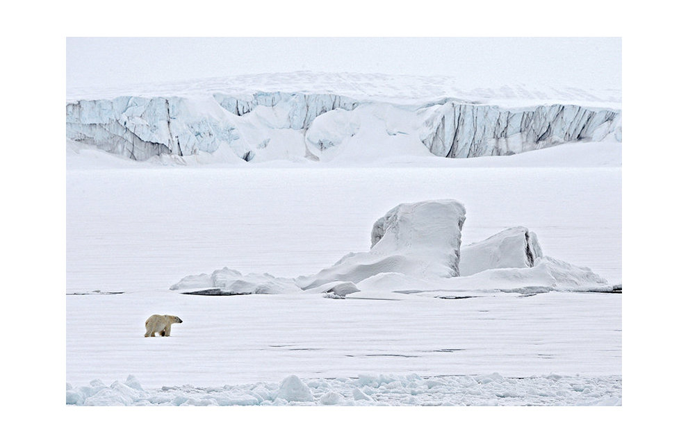 New state work-safety standard includes polar bear encounters

