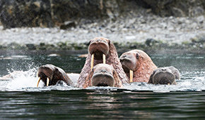 Chukotka to create two specially protected areas