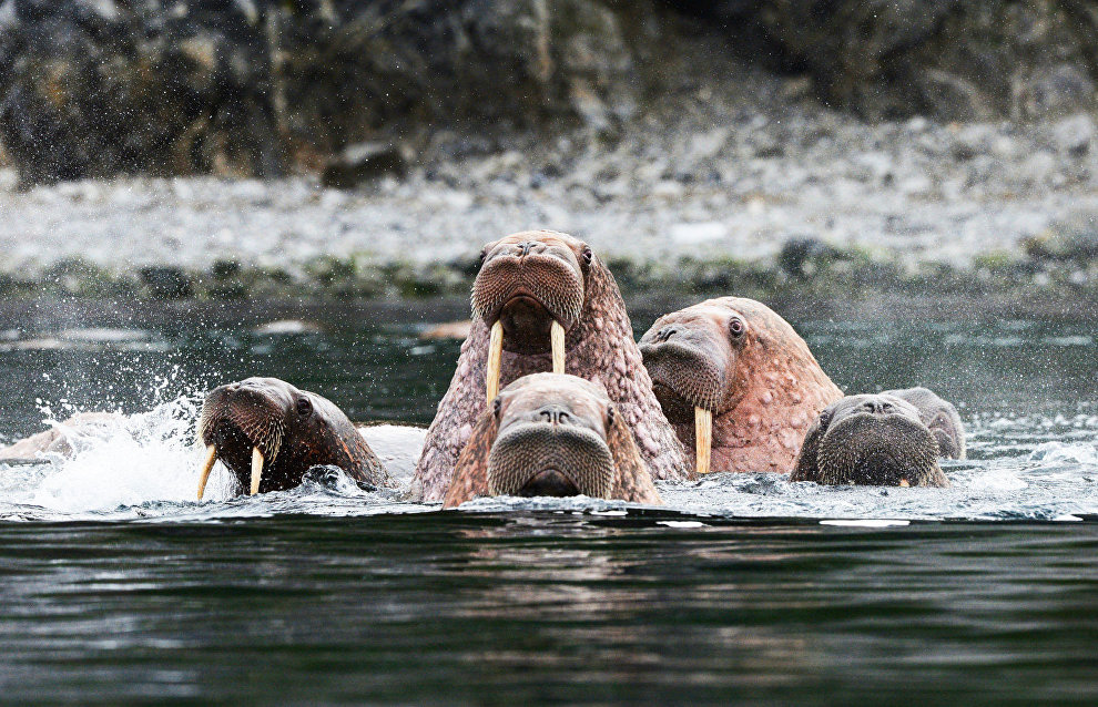 Senators to request walrus catch quotas for Chukotka residents