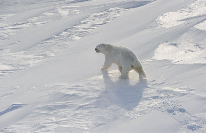 How and why scientists will count polar bears, masters of the Arctic