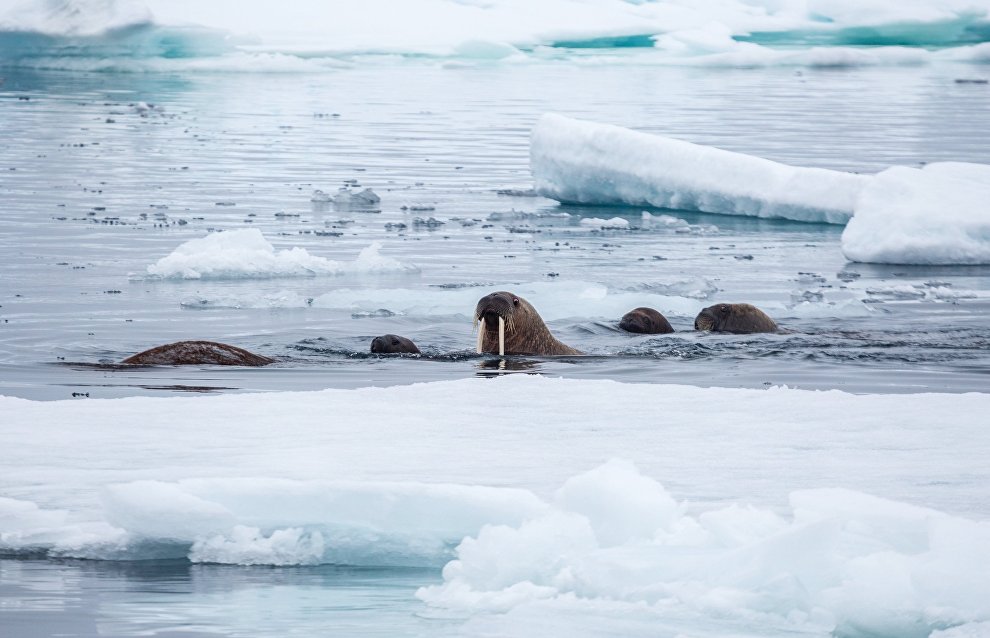 We cannot forecast climate change without data from the Arctic, scientists say