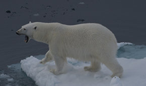 Veterinarians rescue a polar bear with a condensed milk tin stuck in its mouth