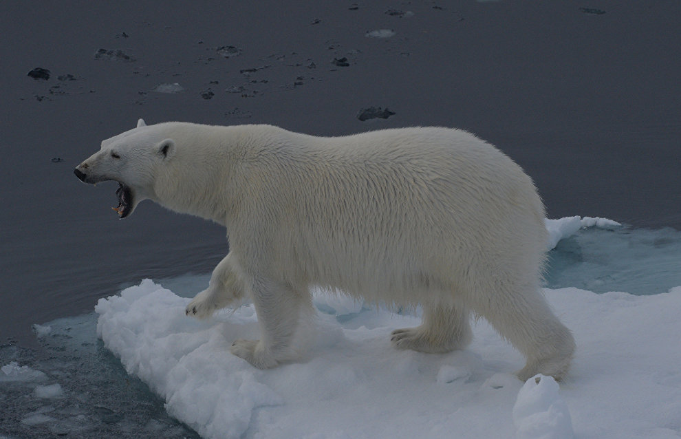 Polar bears and walruses return to Pacific Arctic ice for the first time in 20 years