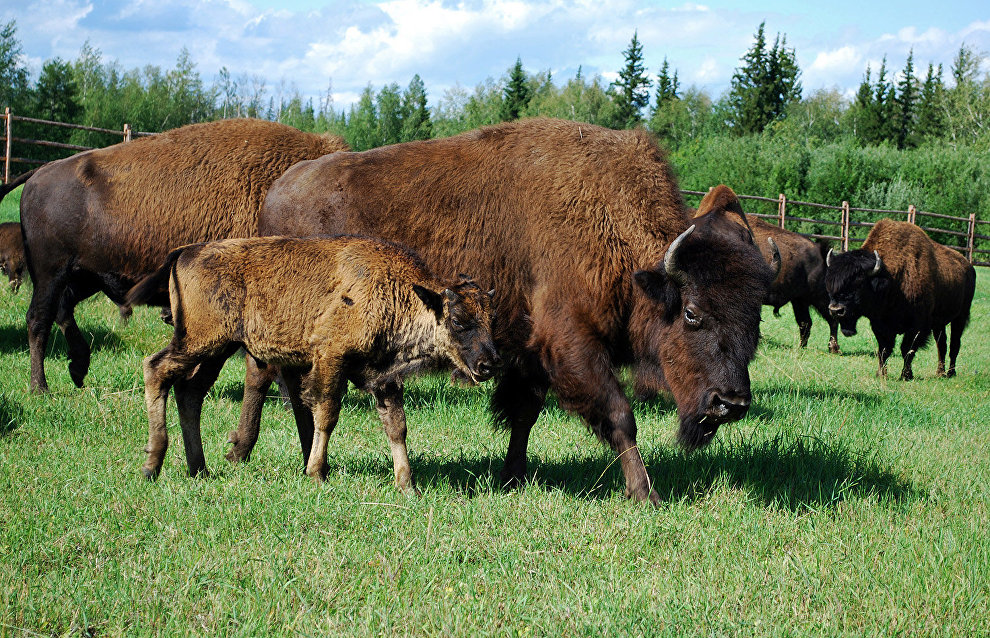 Plains bison from Denmark: A Yamal  park boasts new inhabitants

