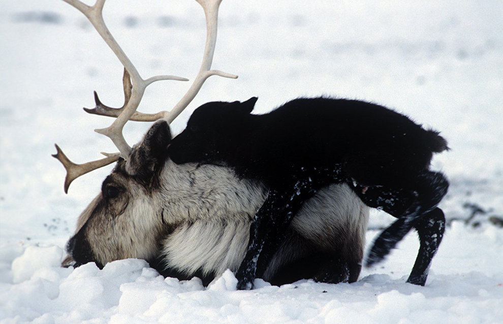 WWF: Wild reindeer in Taimyr endangered
