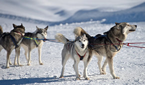 Sled dog kennel opens for Northern Fleet’s Arctic brigade