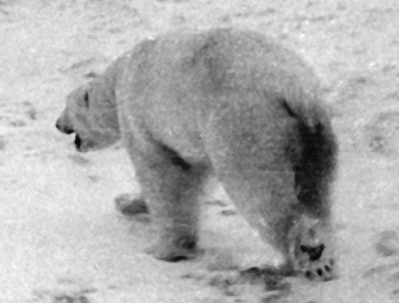 A polar bear