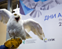 Opening of the Arctic Days in Moscow Federal Arctic Forum