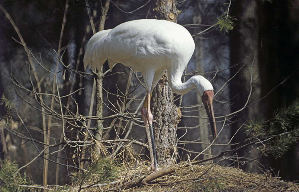 Six endangered cranes to spread their wings over Yamal Peninsula