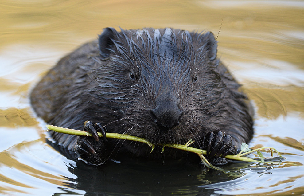 Beavers make permafrost melt faster