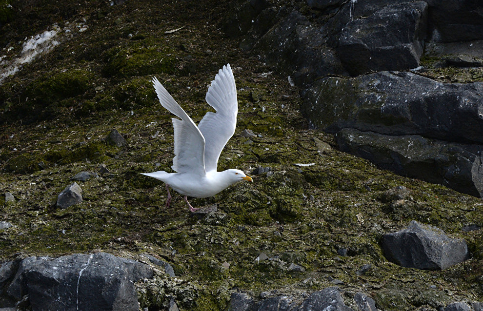 Rosneft begins studying ivory gulls in Arctic