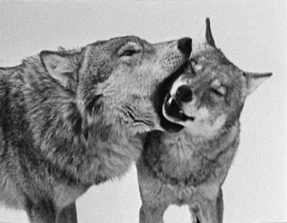 A wolf pride A wolf pride
