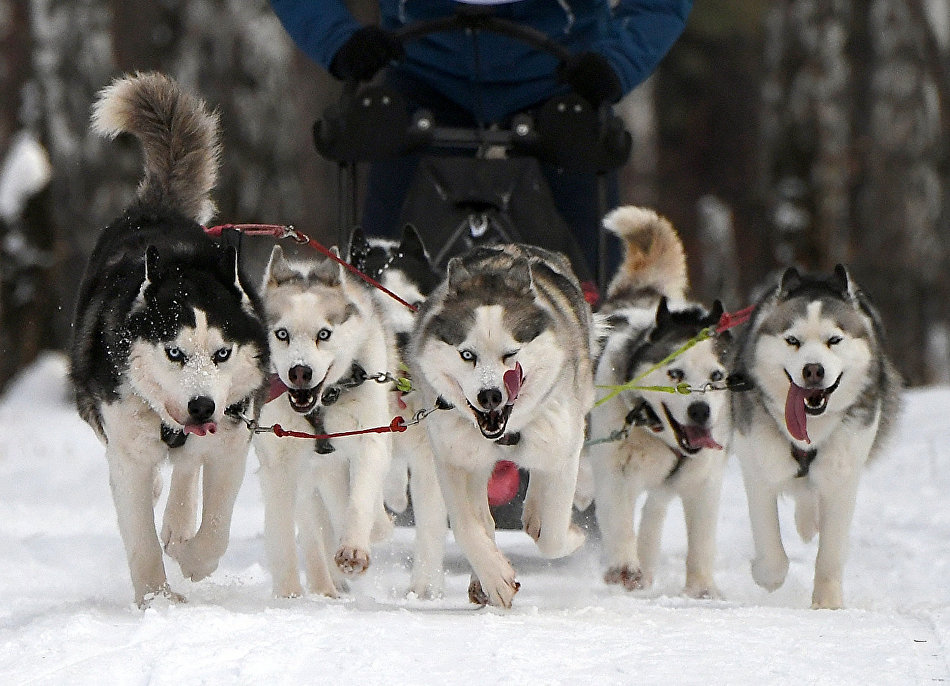 Siberian Huskies during the traditional New Year competition, the Snowmen’s Race Siberian Huskies during the traditional New Year competition, the Snowmen’s Race