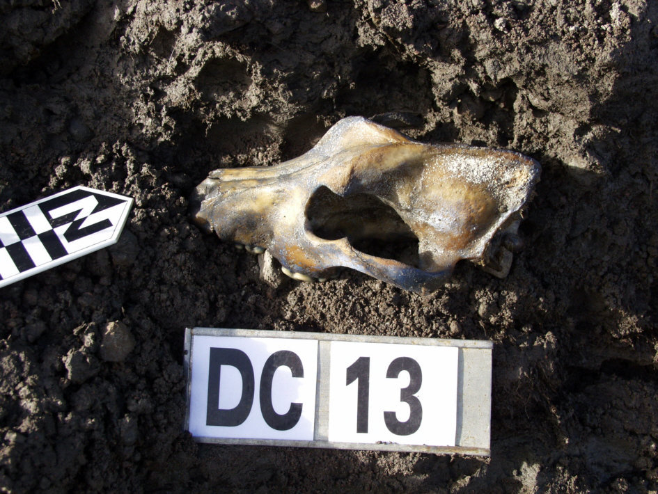 The skull of a dog. Zhokhov Camp The skull of a dog. Zhokhov Camp