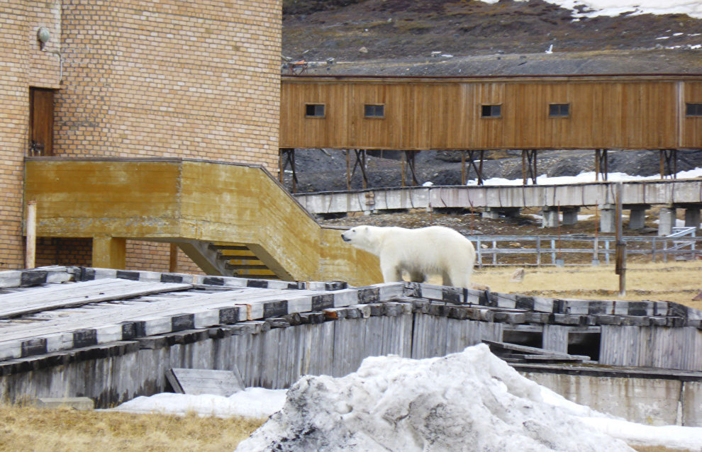 A polar bear near the movie theater
