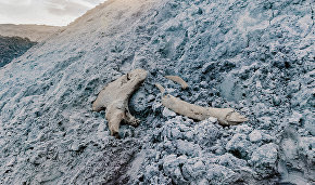 Mammoth remains found at the Novoportovskoye field