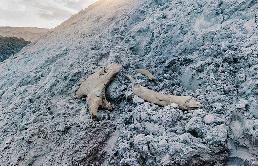 Mammoth remains found at the Novoportovskoye field