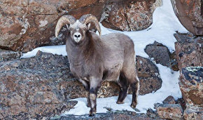 Bighorns to be relocated from Yakutia to Yamal Peninsula