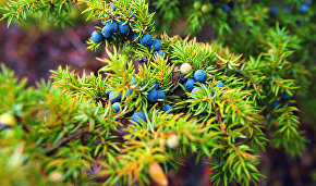 New medicinal substances have been obtained from Arctic juniper