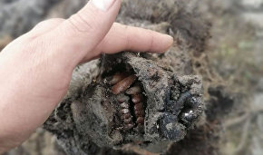 NEFU scientists to study the remains of a prehistoric brown bear