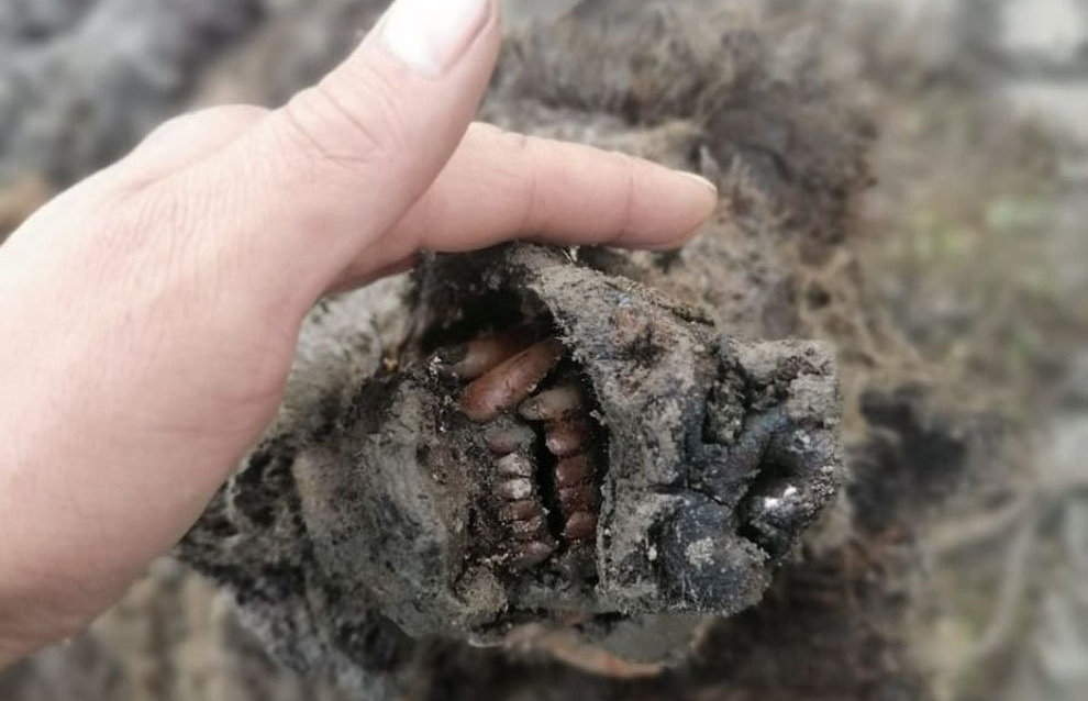 NEFU scientists to study the remains of a prehistoric brown bear