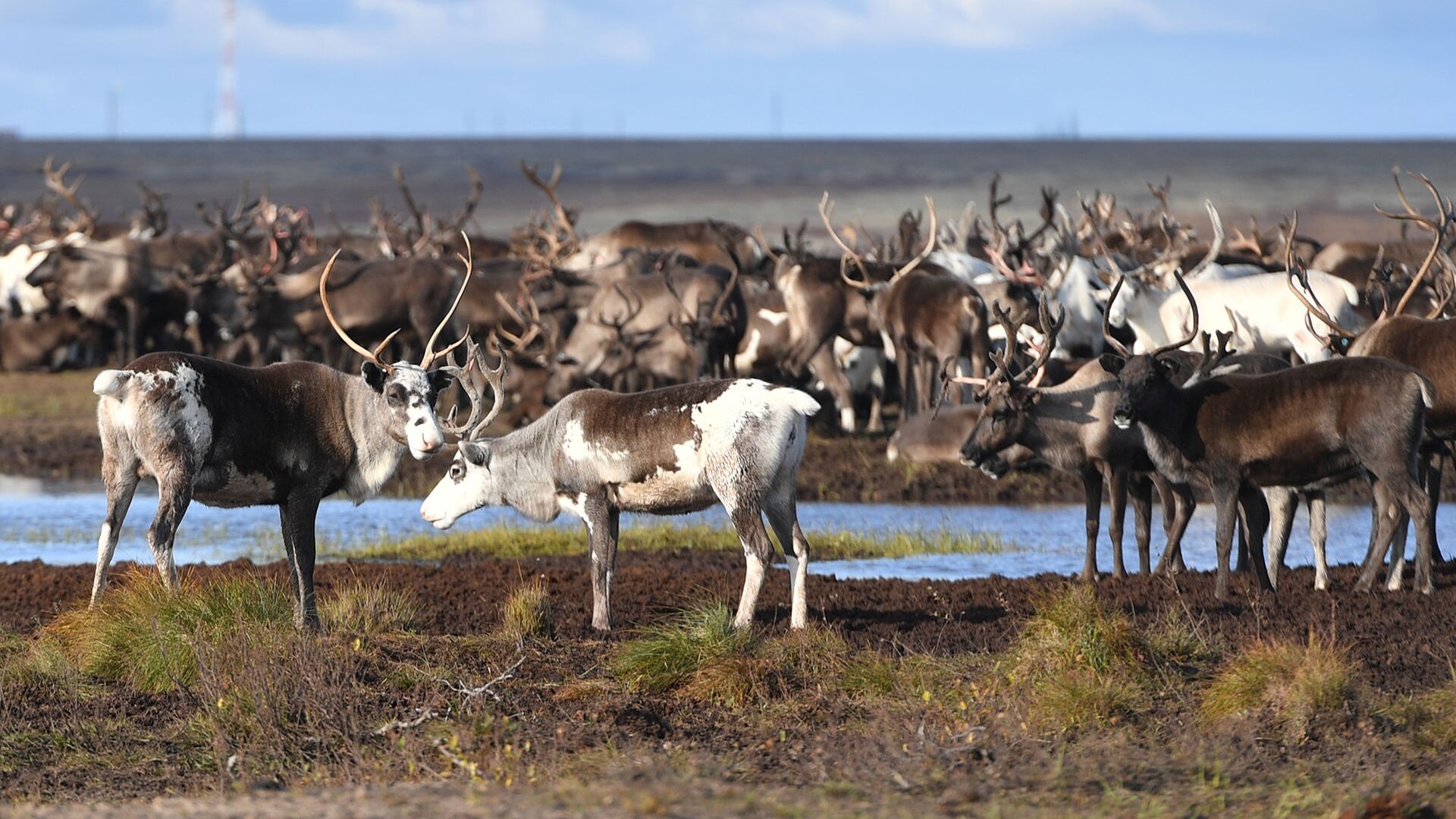 Over half a million reindeer vaccinated against anthrax in Yamal - РИА Новости, 1920, 03.10.2025