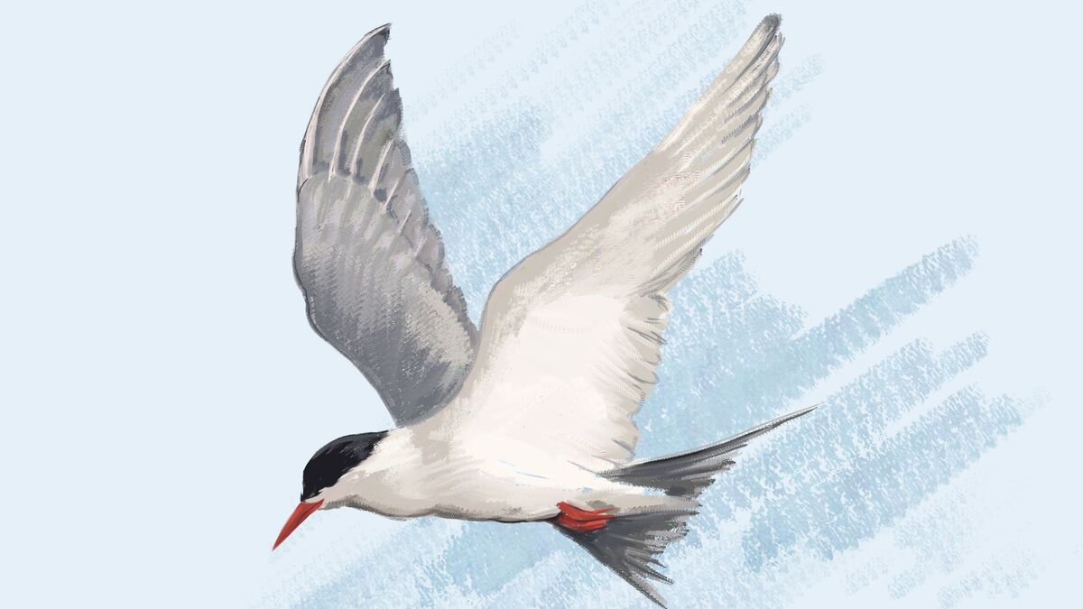 They flew away but they promise to come back: Arctic birds’ migration