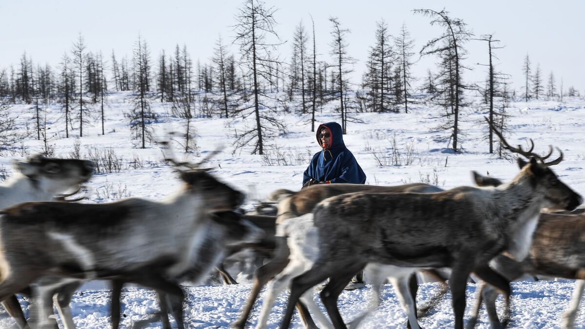A reindeer herder grazes deer at a nomadic reindeer herders' camp