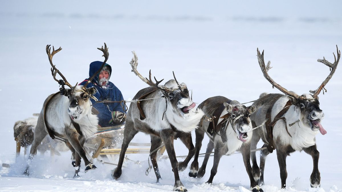 Krasnoyarsk Territory’s reindeer breeders and game hunters to be reimbursed for their home registration expenses