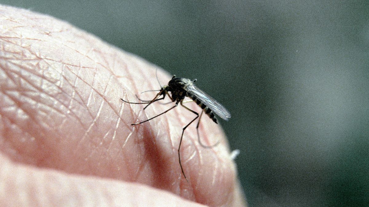Iceland loses its status as the only country lacking mosquitos 