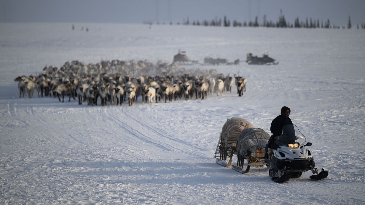 Komi Republic to allocate 159.3 million for reindeer-herding equipment