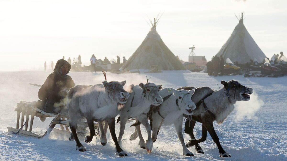 An Arctic dweller drives a reindeer sled