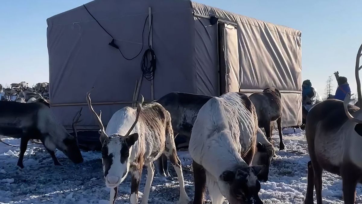 Nomadic families in Taimyr to get mobile houses