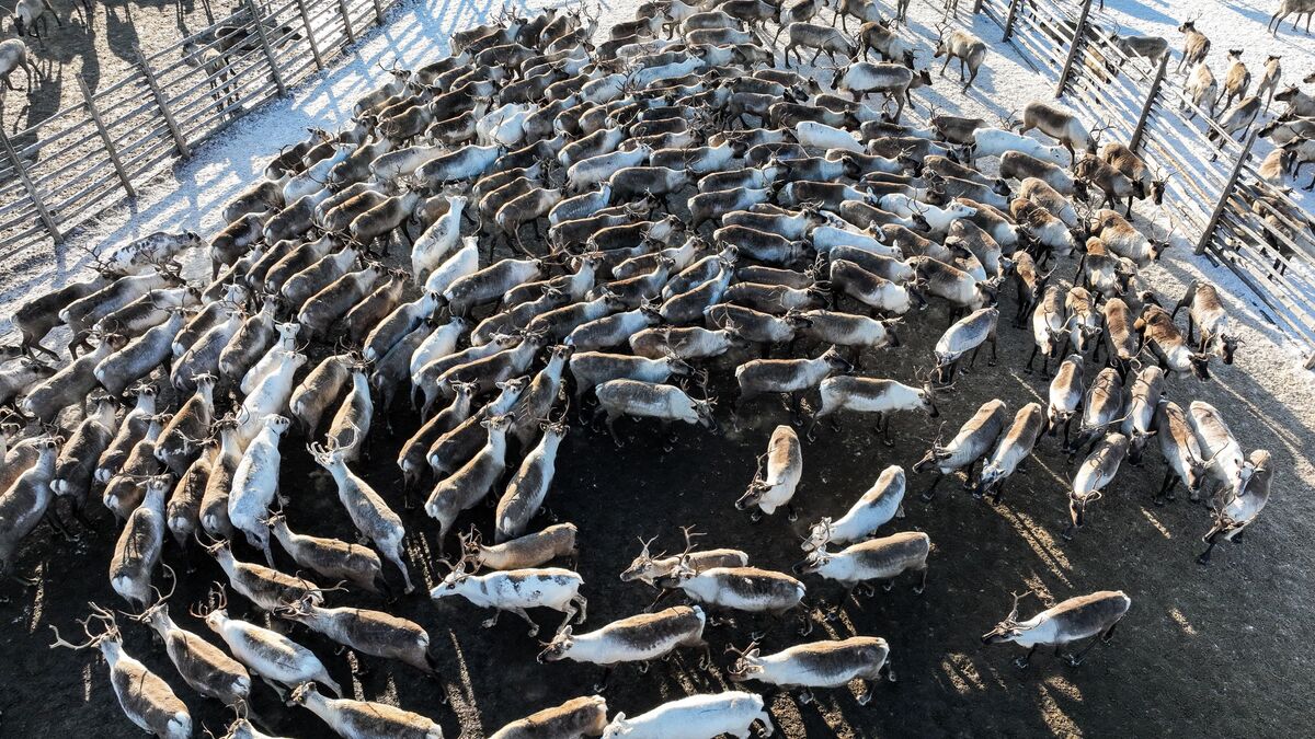 Nenets Autonomous Area’s reindeer breeders to be reimbursed for corral construction 