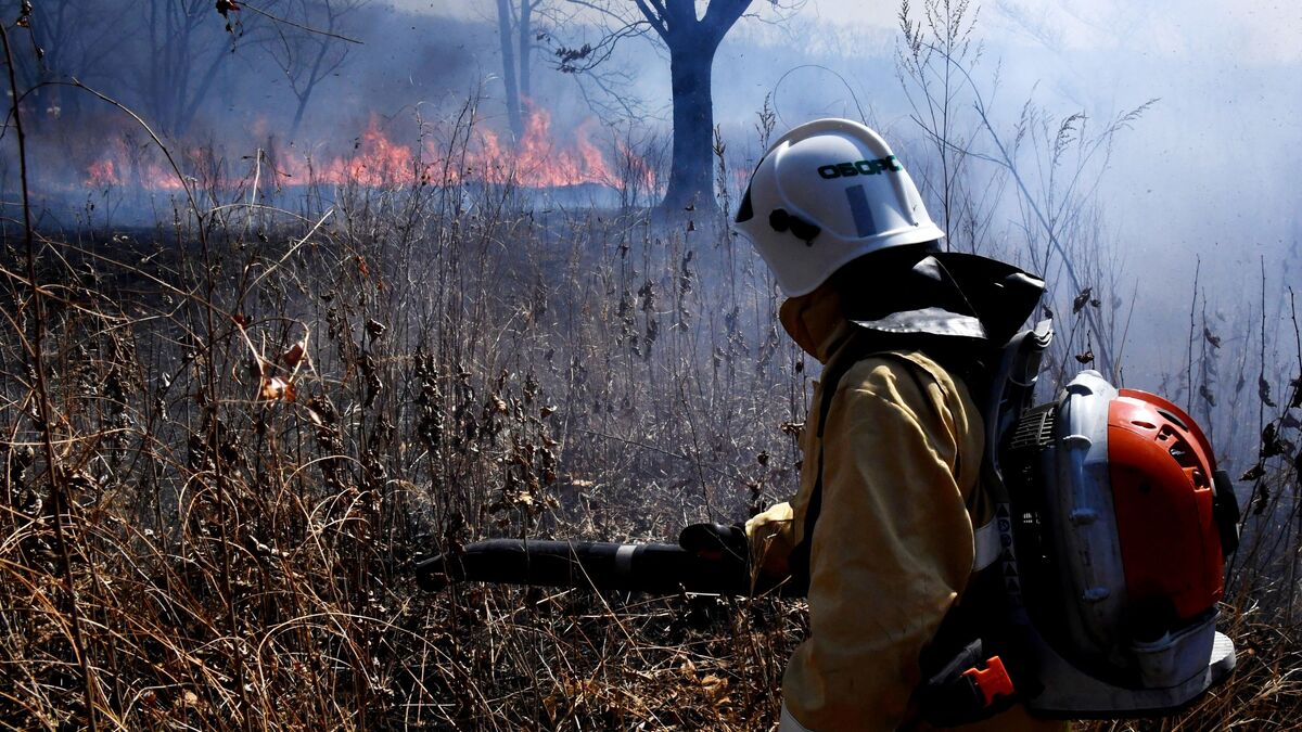 Government to finance Federal Agency for Forestry’s fire-fighting operations in the Arctic and the Far East